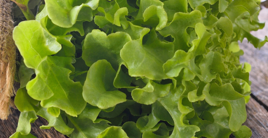 Mladé, křehké, čerstvé listy jsou lahůdkou. Vypěstujte si s námi různé druhy salátu, špenát, štěrbák nebo třeba mangold.