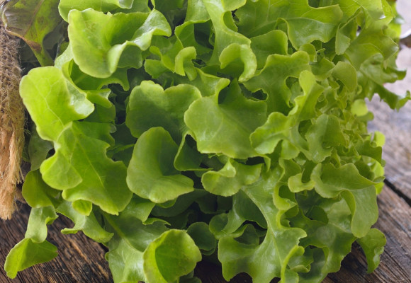 Mladé, křehké, čerstvé listy jsou lahůdkou. Vypěstujte si s námi různé druhy salátu