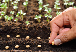 Počasí zahradníkům přeje - vysévejte, přesazujte, předpěstujte si sazeničky 