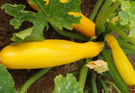 Cukety jsou vděčnou plodovou zeleninou s malými nároky na pěstování