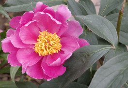 Pěstování nenáročných pivoněk