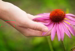 Trvalky, které rozzáří zahrady na plném slunci