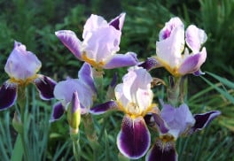 Kosatce mohou zdobit záhony od dubna do září