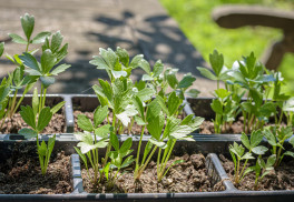 Čerstvé bylinky z vás učiní mistra kuchaře, letní grilování se bez nich neobejde
