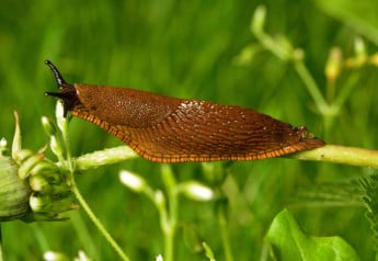 Jak na letní choroby a škůdce v zahradě? 