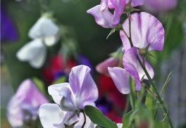 Hrachor můžeme pěstovat jako popínavou letničku i trvalku