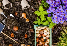 S postupujícím podzimem nastává ten pravý čas k výsadbě okrasných cibulovin