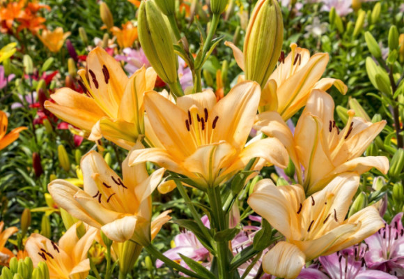 Lilie, jedny z celosvětově nejpěstovanějších květin vysazujeme i na podzim