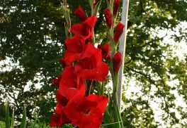 Při poklesu teplot nezapomeňte uklidit přenosné rostliny