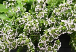 Tymián, bylinka ze Středomoří, která se zabydlela i v našich podmínkách