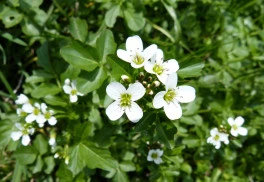 Abeceda bylinek – potočnice lékařská