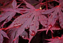 Japonské javory jsou vyhledávanými solitérami