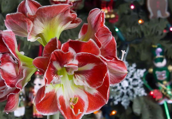 Objevte s námi pokojové rostliny, které dodají vánoční výzdobě šmrnc!