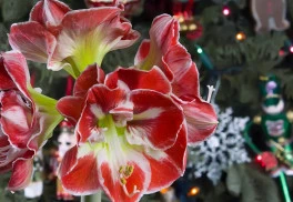 Objevte s námi pokojové rostliny, které dodají vánoční výzdobě šmrnc!