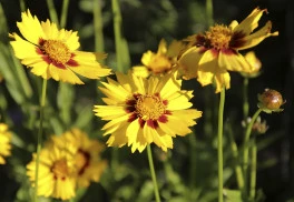 Plánujete zahradu? Půvabné a nenáročné trvalkové výsadby můžete ladit do různých odstínů