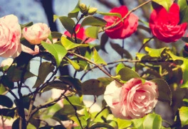 Vyznáte se v růžích?