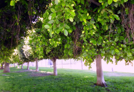 I v našich podmínkách lze pěstovat tropické a subtropické rostliny (1)