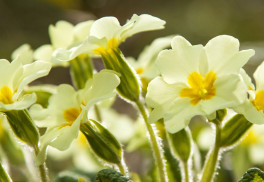 V obchodech se objevují primule, jak se o ně starat, aby dlouho vydržely?