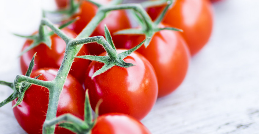 Jak si předpěstovat zdravé a silné sazeničky rajčat? Teď je vhodná doba na jejich výsev, tak to zkuste s námi.