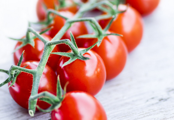 Jak si předpěstovat zdravé a silné sazeničky rajčat? 