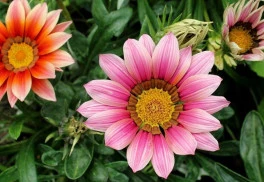 Vybíráte letničky do zahrady?  (1)