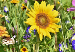 Vybíráte letničky do zahrady? (2)