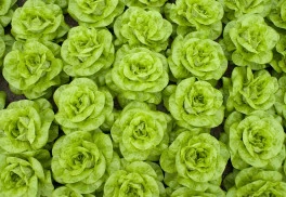 Salát na sto způsobů (1.)