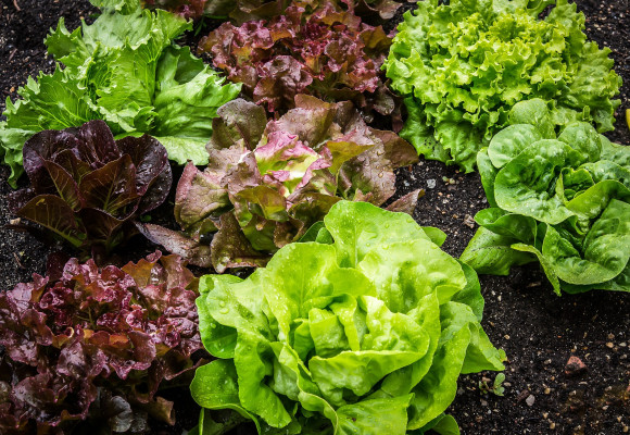 Saláty, jsou vhodné k celoročnímu pěstování, aneb křupavé lístky stokrát jinak