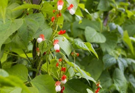 Fazole, zdravá zelenina i krásná letnička, jak je pěstovat?