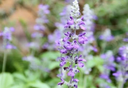 Rozmarýn - typická středomořská bylina