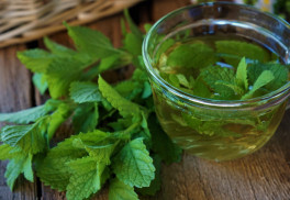 Na zahradě by neměla chybět meduňka