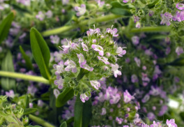 Saturejka, výrazné koření i léčivá bylina, která zmírňuje nadýmání