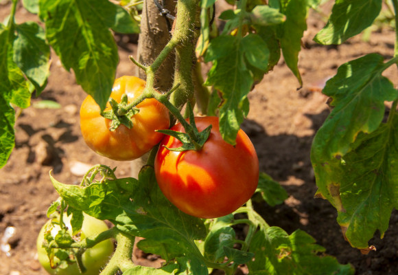 Jak se správně starat o rajčata, aby byla velká úroda? 