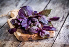 Bazalka - bylinka mnoha vůní a barev