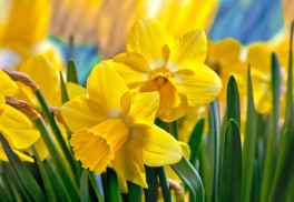 Jaké cibuloviny by vám v zahradě neměly chybět? - 1. část