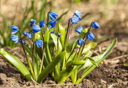 Jaké cibuloviny by vám v zahradě neměly chybět? - 2. část