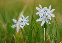 Jaké cibuloviny by vám v zahradě neměly chybět? 3. část