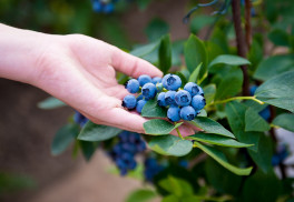 Oblíbené ovoce můžete pěstovat i v květináči na balkoně