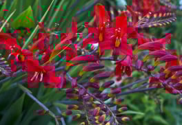 Jaké cibuloviny by vám v zahradě neměly chybět? 4. část