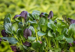 Vysejete-li nyní špenát, brzy z jara můžete sklízet čerstvé lístky plné vitamínů 