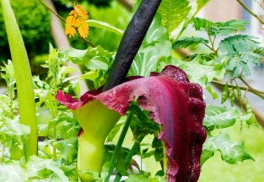 Áron dračí, exotická rostlina, kterou je možné v letních měsících pěstovat na zahradě i v našich klimatických podmínkách