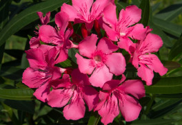 Přezimování přenosných rostlin – jaké stanoviště, kterým druhům nejvíce vyhovuje?