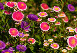 Dominantou podzimních zahrad jsou astry