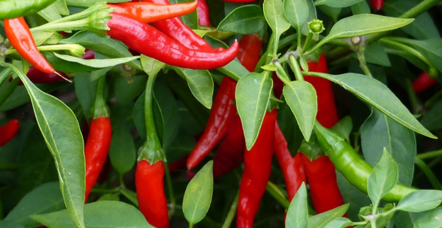 Chilli papričky můžete pěstovat po celý rok, v zimě jako pokojovky