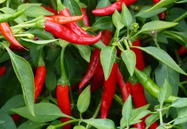 Chilli papričky můžete pěstovat po celý rok, v zimě jako pokojovky