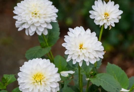 Jiřiny bez zazimování zahynou, jak se o ně postarat?