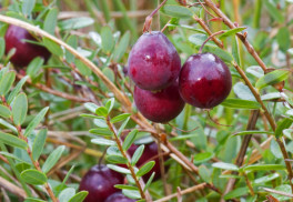 Zdravé brusinky lze pěstovat i v okrasné zahradě, máte-li založené vřesoviště