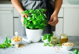 K létu patří voňavé bylinky - bazalku využijeme nejen v kuchyni