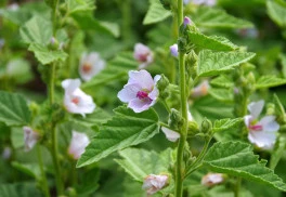 Bylinky od A do Z, aneb není bylina, aby na něco nebyla - Proskurník lékařský 