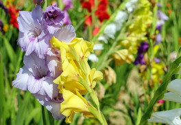 Víte, jak správně pěstovat mečíky?